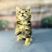 Photo of Mimosa   Located In Preston 