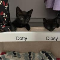 Photo of Dotty