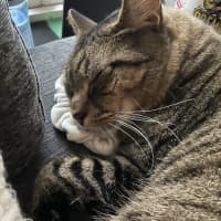 Photo of Beans