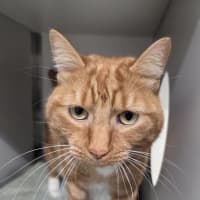 Photo of Cheeto