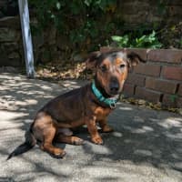 Photo of Louie