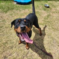 Photo of Diesel (65134)