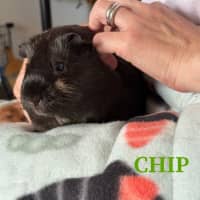 Photo of Choc And Chip