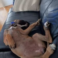 Photo of Bella   15 Month Old Mixed Breed (Trial)