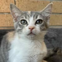 Photo of Pixie   In Foster Care In Cranbourne