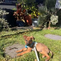 Photo of Elphie