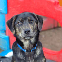 Photo of Shadow