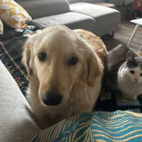 Photo of Juno