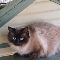 Photo of Bear