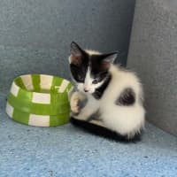 Photo of Zorks   In Foster Care In Ashburton