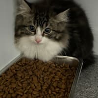 Photo of Bobble