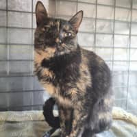 Photo of Annie 