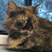 Photo of Belle 