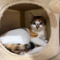 Photo of Blossom