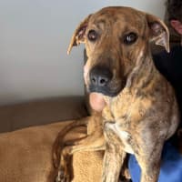 Photo of Spike