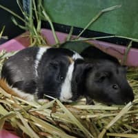 Photo of Alexandria (Bonded With Isabella)