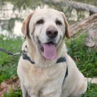 Photo of Toby