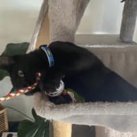Photo of Shadow 