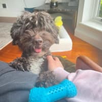 Photo of Bertie Kumara