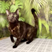 Photo of Hazel & Olive  Located In Keilor Downs