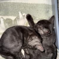 Photo of Danny (With Kenickie)