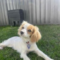 Photo of Elsa   11 Month Old Cavalier X