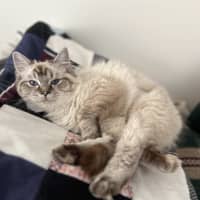 Photo of Guppy