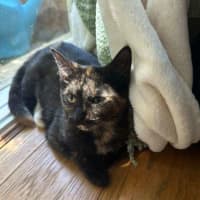 Photo of Peach 