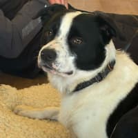 Photo of Tux