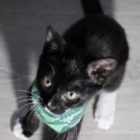 Photo of Frankenstein