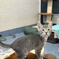 Photo of Romeo