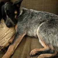 Photo of Snowy