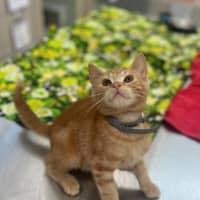 Photo of Blitzen (8908)