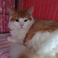 Photo of Fluffy