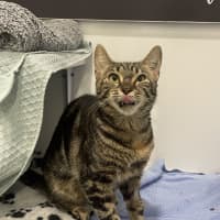 Photo of Smitten 