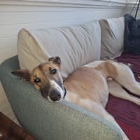 Photo of Billy, The Greyhound