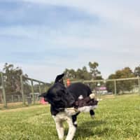 Photo of Oscar