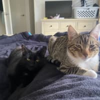 Photo of Jinx (With Bruni)