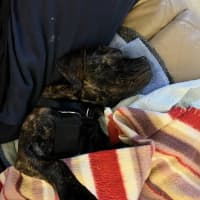 Photo of Biscuit And Oreo