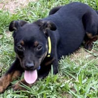 Photo of Daisy   5 Month Old Kelpie X Jack Russell