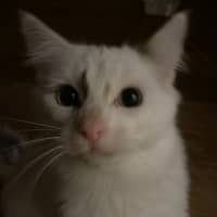 Photo of Nio   In Foster Care In Clayton