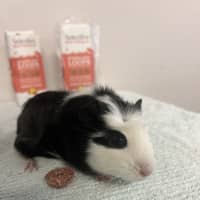 Photo of Dahlia