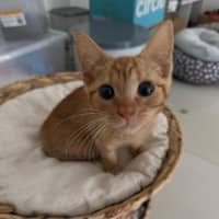 Photo of Cheeto