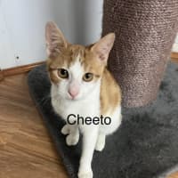 Photo of Cheeto
