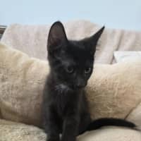 Photo of Freckle