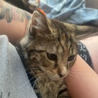 Photo of Caitlyn **2nd Chance Cat Rescue**