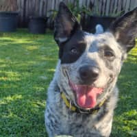 Photo of Posie