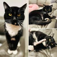 Photo of 10989   Aniseed