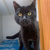 Photo of Atlas