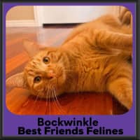 Photo of Bockwinkle 